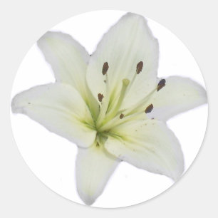 Vitlilja Runt Klistermärke