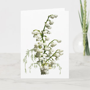 Vitliljekonvaljblommor Kort