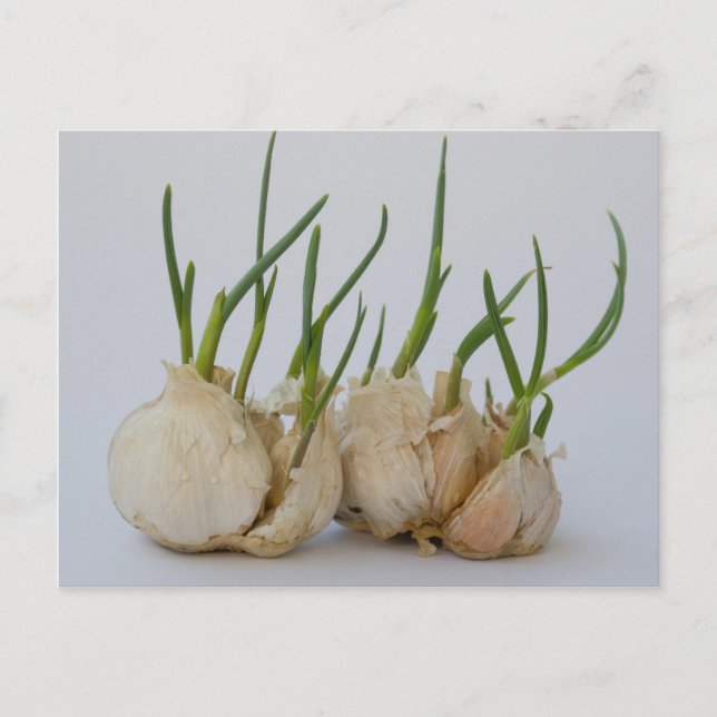 vitlinglyra vykort (Framsida)