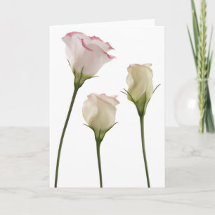 vitlisianthusblommor, trio kort
