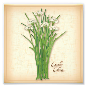 Vitliska chives Herb Photo Print Fototryck
