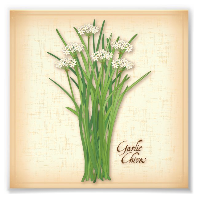 Vitliska chives Herb Photo Print Fototryck (Framsidan)