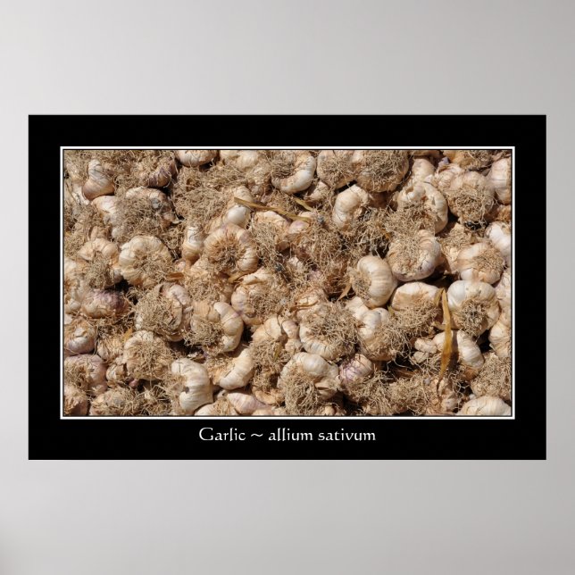 Vitlök på Fransken poster (Framsidan)