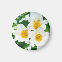 Vitlök - Symbol för kärlek Magnet