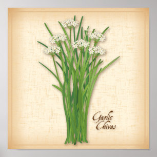VitlökChives Herb Poster