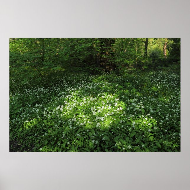 Vitlökssax Poster (Framsidan)