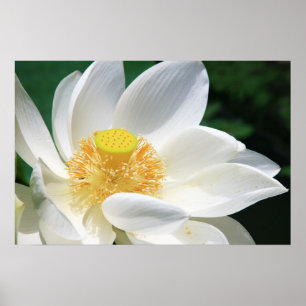 Vitlotusblomma Poster