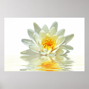vitlotusblomma som flyter i vatten poster