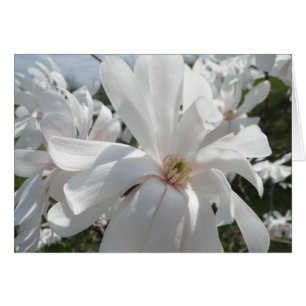 VitMagnolia, Springtime OBS Kort