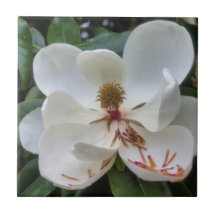 VitMagnoliablomma
