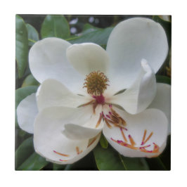 VitMagnoliablomma Kakelplatta