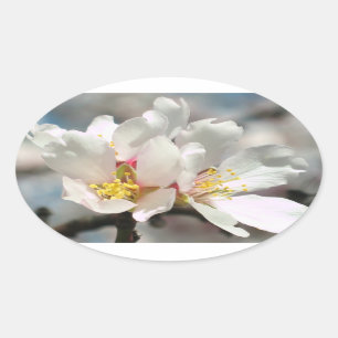 Vitmandelen blomstrar klistermärken