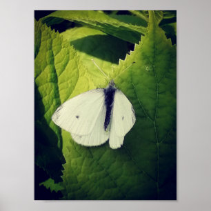 Vitmoth. Poster