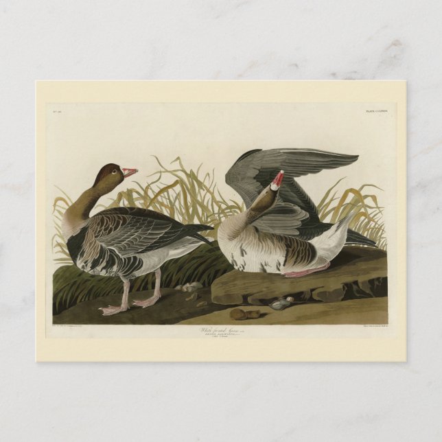 Vitnäbbad gås från Audubon Birds of America Vykort (Framsida)