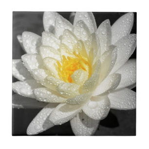 Vitnäckrosen fotograferar kakelplatta