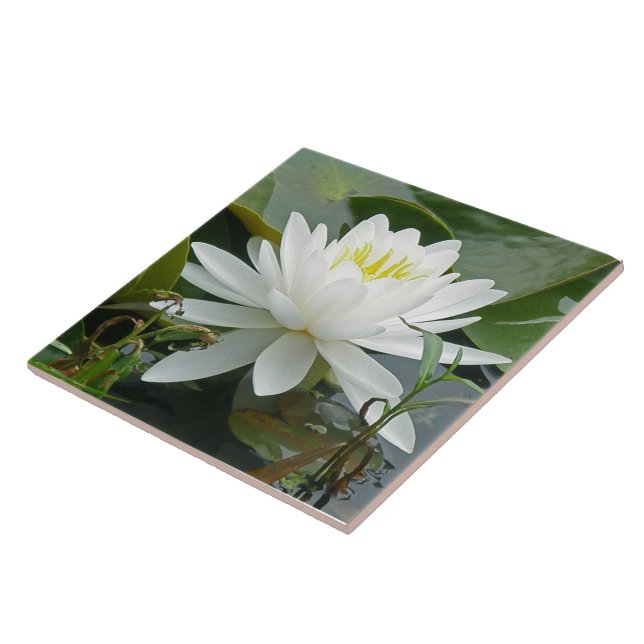 Vitnäckrosvildblomma Kakelplatta (Sidan)