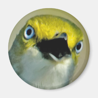 Vitögd Vireo Magnet