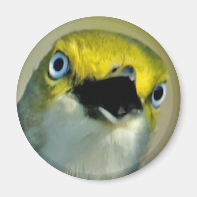 Vitögd Vireo Magnet (Framsidan)