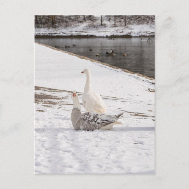 Vitor upp gäss vykort (Framsida)