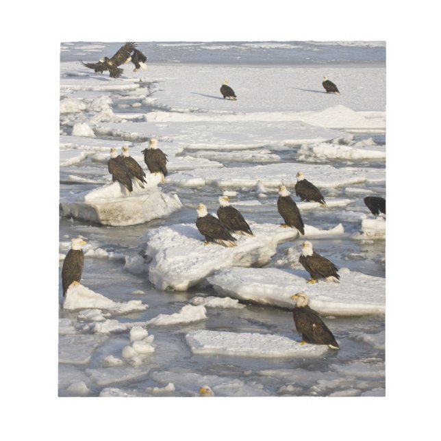 Vitörad havsörn, Haliaeetus leucocephalus, Homer,  Anteckningsblock (Framsida)