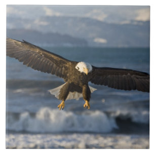 Vitörad havsörn, Haliaeetus leucocephalus, Homer,  Kakelplatta
