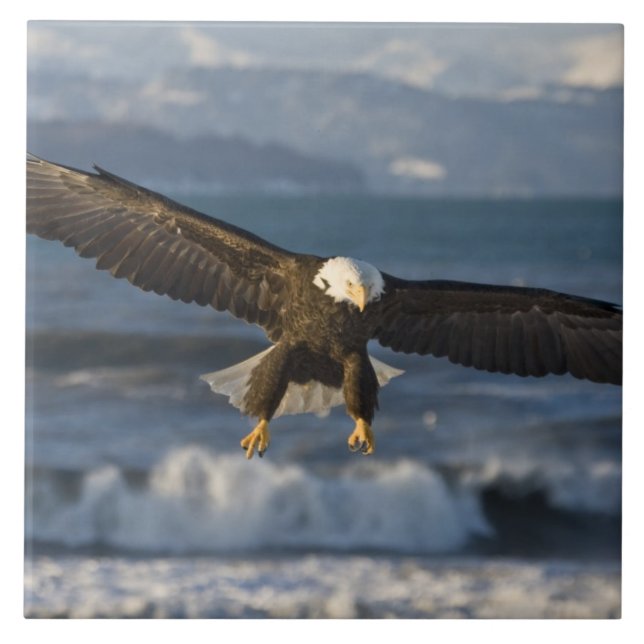 Vitörad havsörn, Haliaeetus leucocephalus, Homer,  Kakelplatta (Framsidan)