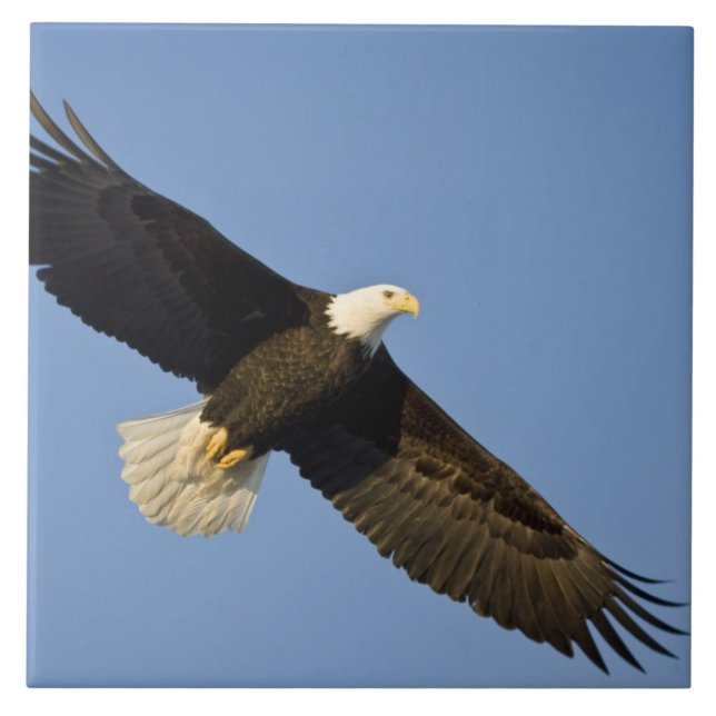 Vitörad havsörn, Haliaeetus leucocephalus, Homer,  Kakelplatta (Framsidan)
