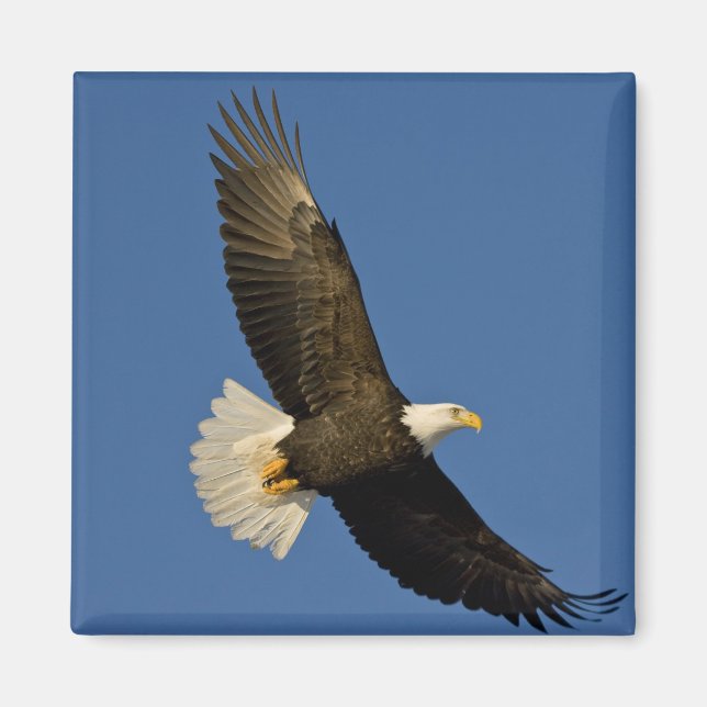 Vitörad havsörn, Haliaeetus leucocephalus, Homer, Magnet (Framsidan)