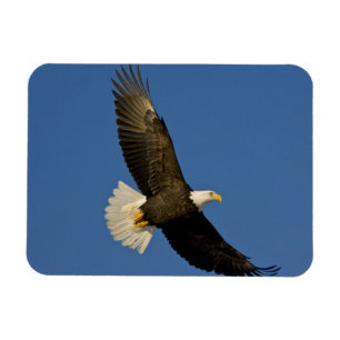 Vitörad havsörn, Haliaeetus leucocephalus, Homer, Magnet