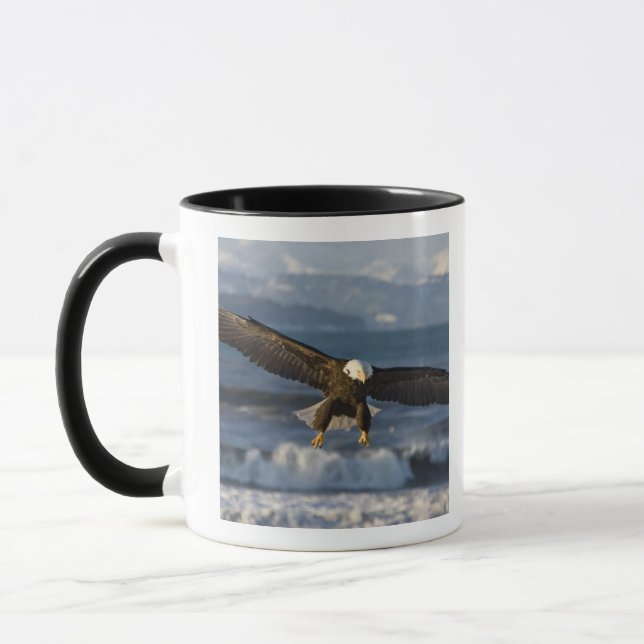 Vitörad havsörn, Haliaeetus leucocephalus, Homer,  Mugg (Vänster)