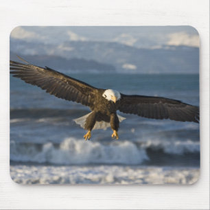 Vitörad havsörn, Haliaeetus leucocephalus, Homer, Musmatta