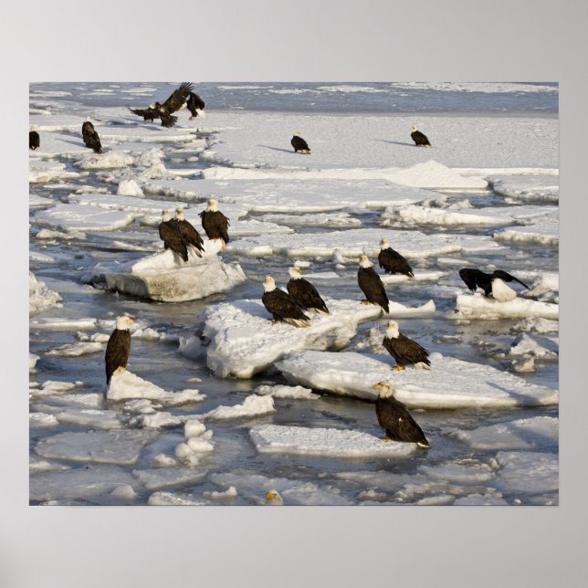 Vitörad havsörn, Haliaeetus leucocephalus, Homer,  Poster (Framsidan)