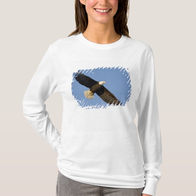 Vitörad havsörn, Haliaeetus leucocephalus, Homer,  Tee (Framsida)