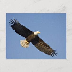Vitörad havsörn, Haliaeetus leucocephalus, Homer, Vykort