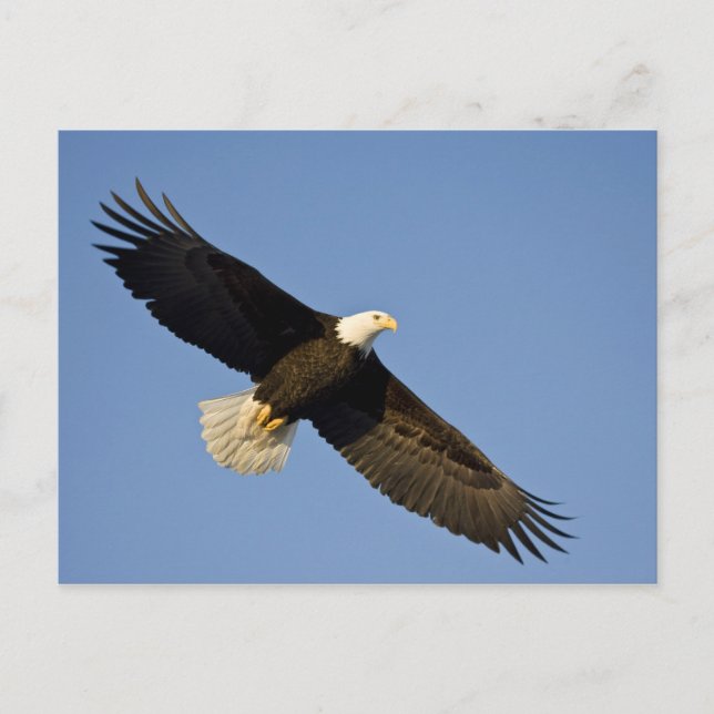Vitörad havsörn, Haliaeetus leucocephalus, Homer,  Vykort (Framsida)