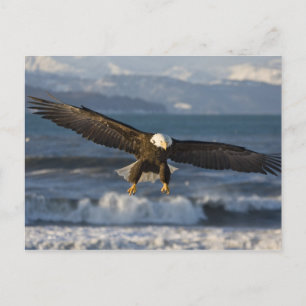 Vitörad havsörn, Haliaeetus leucocephalus, Homer, Vykort