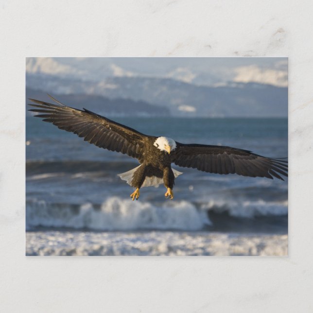Vitörad havsörn, Haliaeetus leucocephalus, Homer,  Vykort (Framsida)