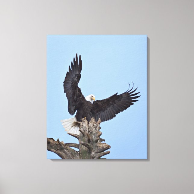 Vitörad havsörn (Haliaeetus leucocephalus) med vin Canvastryck (Framsida)