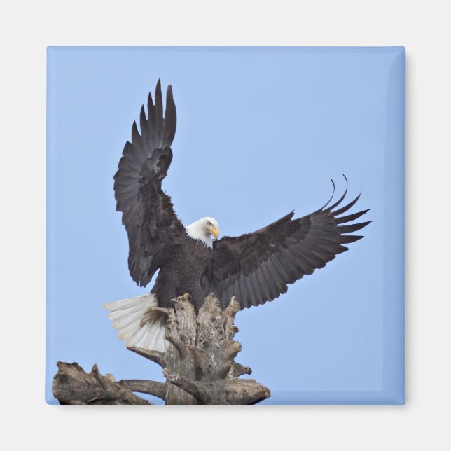 Vitörad havsörn (Haliaeetus leucocephalus) med vin Magnet (Framsidan)