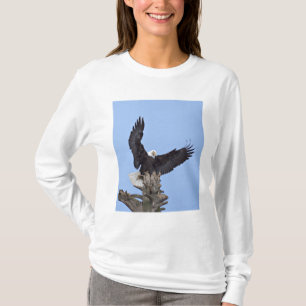 Vitörad havsörn (Haliaeetus leucocephalus) med vin T-shirt