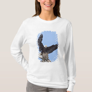 Vitörad havsörn (Haliaeetus leucocephalus) med vin Tee