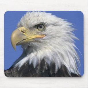 Vitörad havsörn, (Haliaeetus leucocephalus), vild, Musmatta