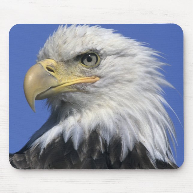 Vitörad havsörn, (Haliaeetus leucocephalus), vild, Musmatta (Framsidan)
