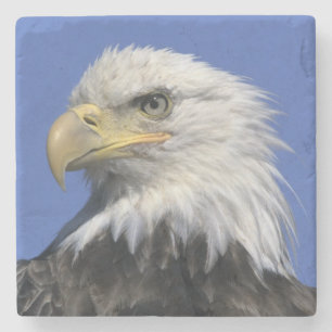 Vitörad havsörn, (Haliaeetus leucocephalus), vild, Stenunderlägg
