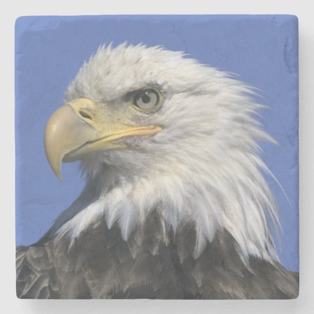Vitörad havsörn, (Haliaeetus leucocephalus), vild, Stenunderlägg (Framsidan)