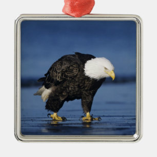 Vitörad havsörn julgransprydnad metall