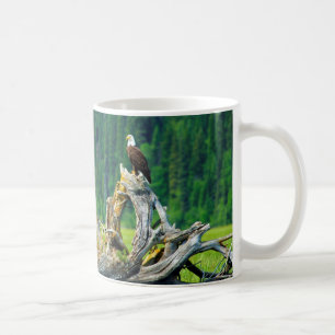Vitörad havsörn sittande på gren kaffemugg