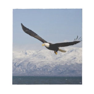 Vitörad havsörn under flykt, Haliaeetus leucocepha Anteckningsblock