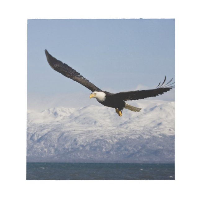 Vitörad havsörn under flykt, Haliaeetus leucocepha Anteckningsblock (Framsida)