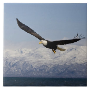 Vitörad havsörn under flykt, Haliaeetus leucocepha Kakelplatta